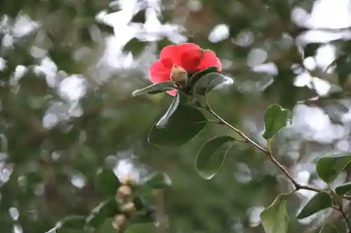 阿久津「田村神社」（郡山市阿久津町）旧社名：伊豆箱根三嶋三社の自然