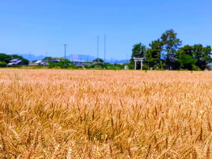 八幡社(芝井)の自然