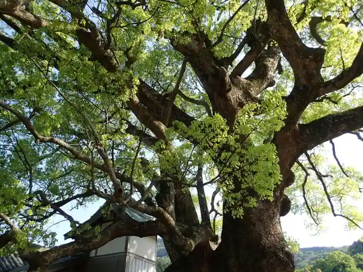 速雨神社の自然