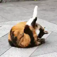 くまくま神社(導きの社 熊野町熊野神社)の動物