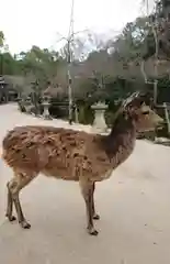 厳島神社の動物