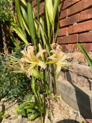 日蓮宗 安楽寺の自然