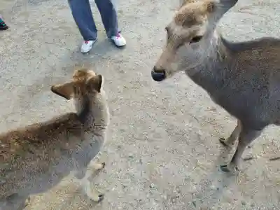 興福寺(奈良県)