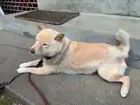 宮原八幡宮(栃木県)