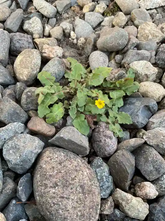 溝旗神社(肇國神社)(岐阜県)