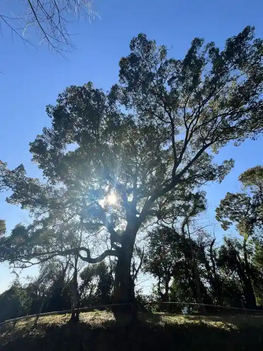 芳養八幡神社の{uncategorized: "未分類", other: "その他", undefined: "問題あり", building: "その他建物", grave: "お墓", sacred_gate: "鳥居", guardian: "狛犬", statue: "像", buddha: "仏像", history: "歴史", nature: "自然", garden: "庭園", animal: "動物", pagoda: "塔", temizu: "手水舎", mountain_gate: "山門・神門", sanctuary: "本殿・本堂", subordinate: "末社・摂社", art: "芸術", scenery: "景色", jizo: "地蔵", ema: "絵馬", goshuin: "御朱印", omikuji: "おみくじ", items: "授与品その他", amulet: "お守り", goshuincho: "御朱印帳", eats: "食事", festival: "お祭り", votive_dance: "神楽", shichigosan: "七五三参", wedding: "結婚式", experience: "体験その他", initially: "初詣", around: "周辺", anti_infection: "感染症対策"}