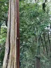 若都王子神社の自然