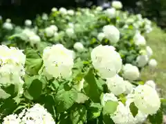 山家神社の自然