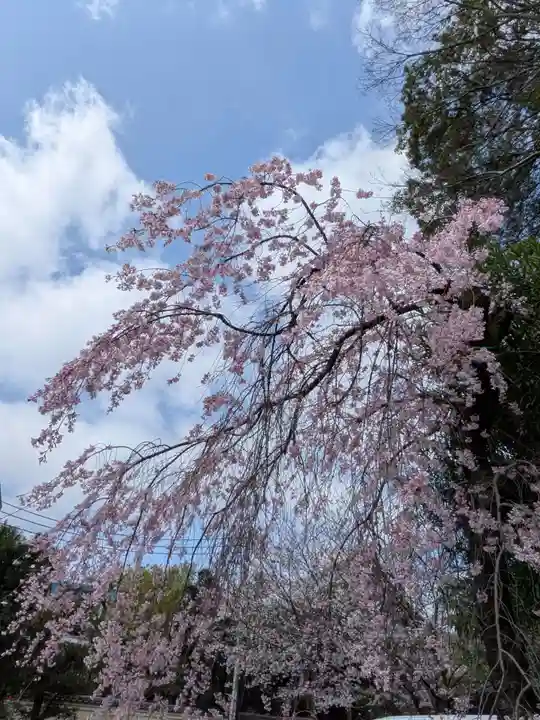 阿佐ヶ谷神明宮(東京都)