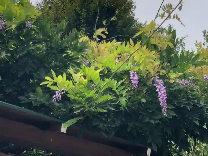 亀戸天神社の自然