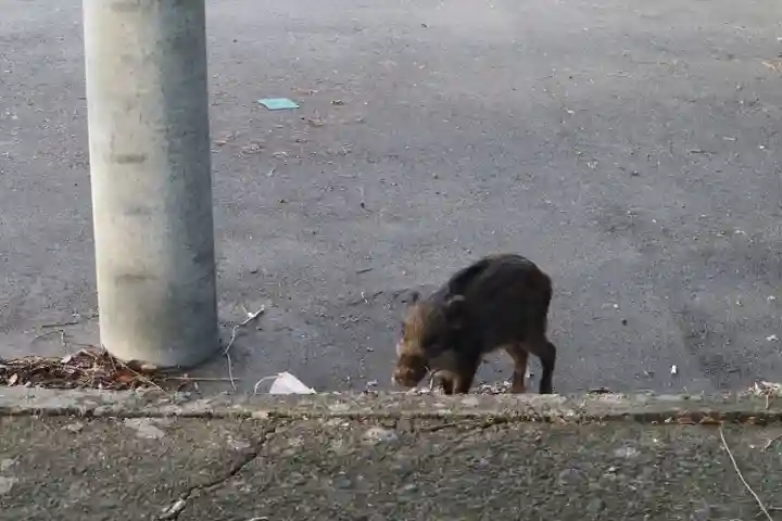 宇佐神宮の動物