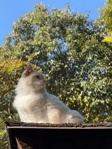 上岩出神社の{uncategorized: "未分類", other: "その他", undefined: "問題あり", building: "その他建物", grave: "お墓", sacred_gate: "鳥居", guardian: "狛犬", statue: "像", buddha: "仏像", history: "歴史", nature: "自然", garden: "庭園", animal: "動物", pagoda: "塔", temizu: "手水舎", mountain_gate: "山門・神門", sanctuary: "本殿・本堂", subordinate: "末社・摂社", art: "芸術", scenery: "景色", jizo: "地蔵", ema: "絵馬", goshuin: "御朱印", omikuji: "おみくじ", items: "授与品その他", amulet: "お守り", goshuincho: "御朱印帳", eats: "食事", festival: "お祭り", votive_dance: "神楽", shichigosan: "七五三参", wedding: "結婚式", experience: "体験その他", initially: "初詣", around: "周辺", anti_infection: "感染症対策"}
