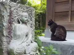 御誕生寺（猫寺）の動物