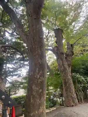 白旗神社(神奈川県)