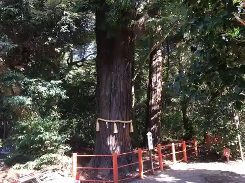息栖神社の自然