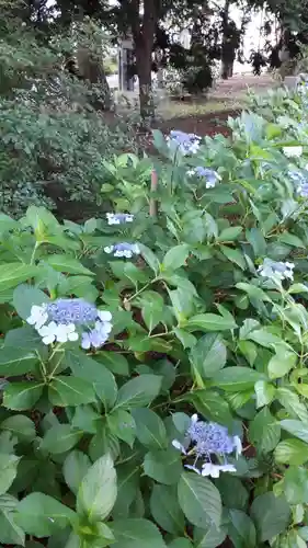 新琴似神社の自然