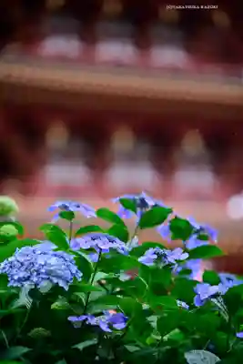 高幡不動尊　金剛寺(東京都)