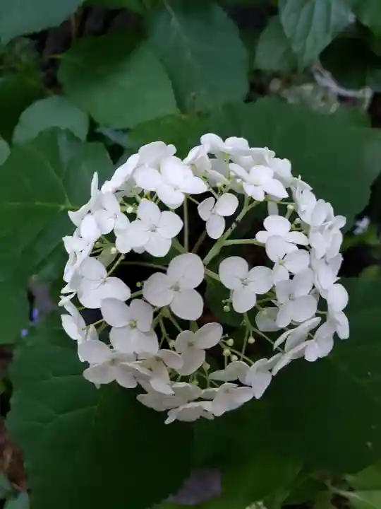 五十稲荷神社(栄寿稲荷神社)(東京都)
