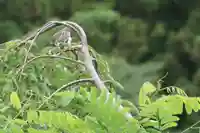 三春大神宮の動物