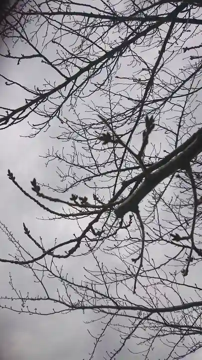 神明社(国府宮神明社)の自然