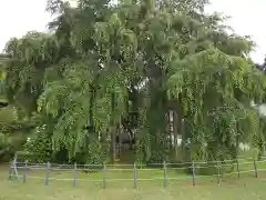 足羽神社の自然