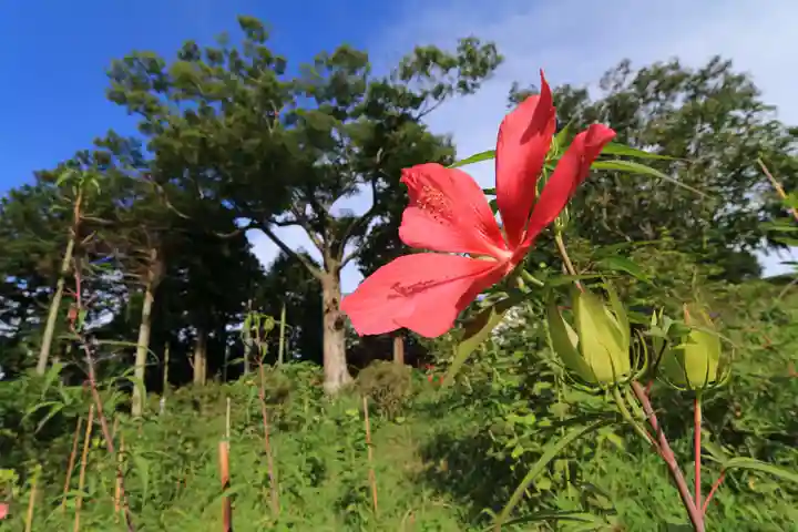 阿久津「田村神社」(郡山市阿久津町)旧社名:伊豆箱根三嶋三社の庭園