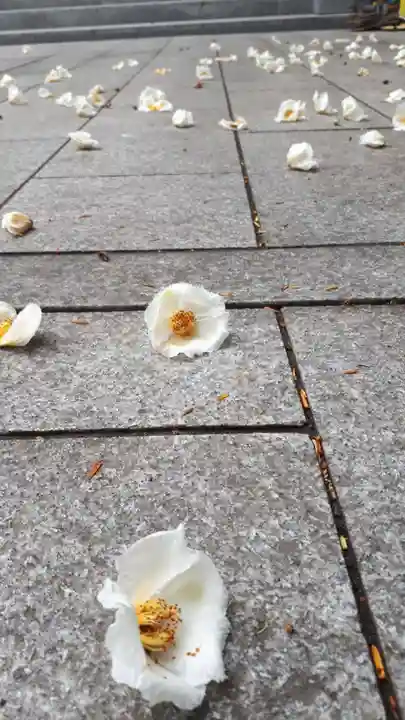 新琴似神社の自然