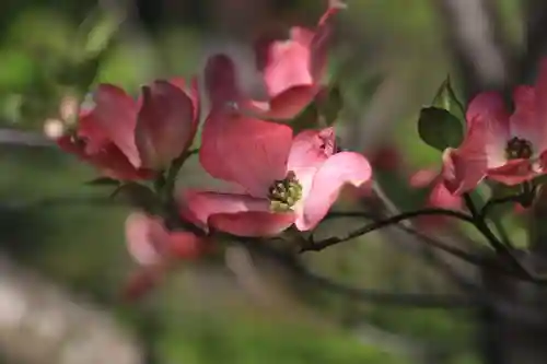 開成山大神宮の自然