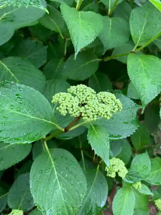 五井山 妙善院の自然