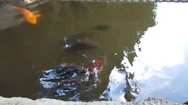 稗田野神社(薭田野神社)の動物
