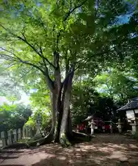 春日神社(奈良県)