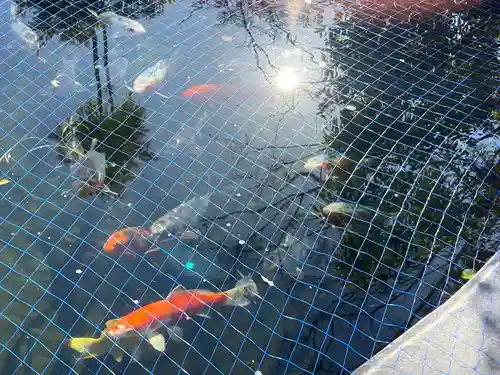 栗橋八坂神社(埼玉県)