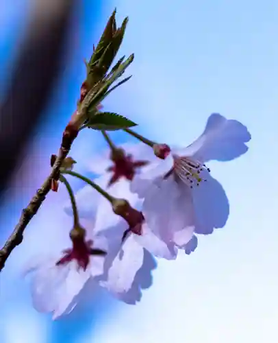 新城藤原神社(長野県)