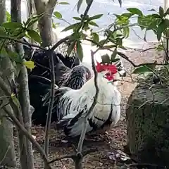 賀露神社の動物