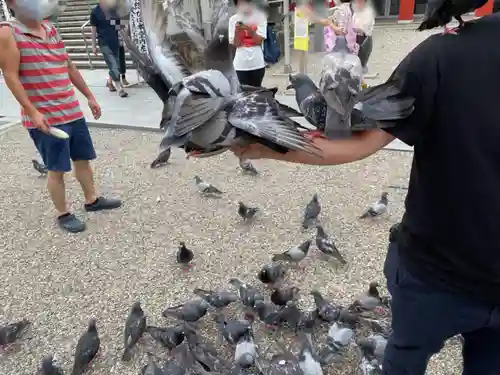 大須観音 （北野山真福寺宝生院）の動物