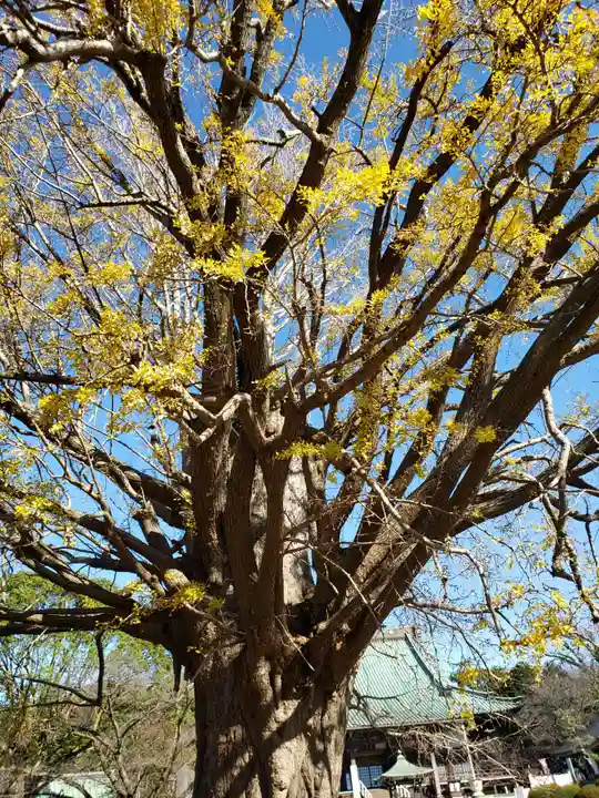 時宗総本山 遊行寺(正式:清浄光寺)の自然