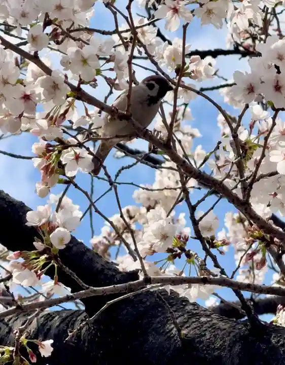 六孫王神社(京都府)