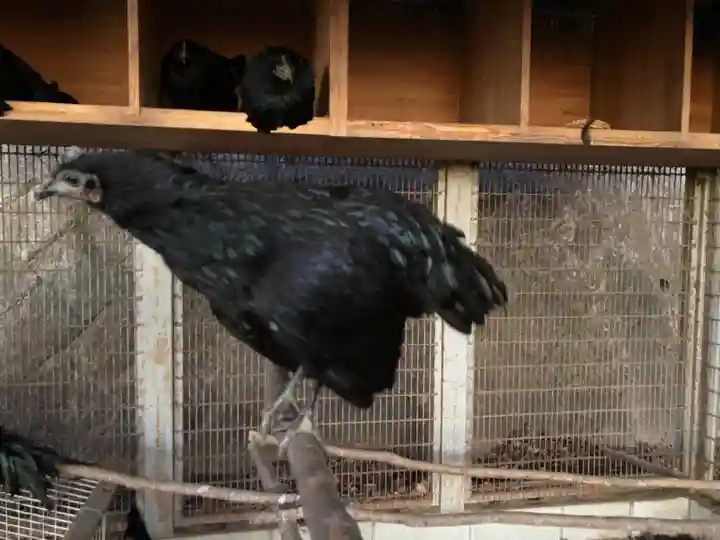 玉祖神社の動物