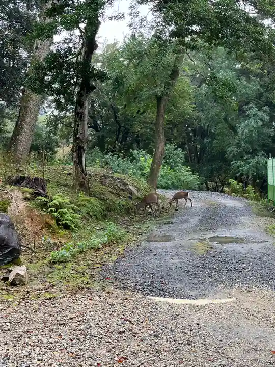 手向山八幡宮の動物