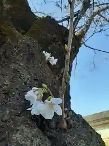 伏木香取神社(茨城県)(2023年03月20日(月) 22時35分38秒投稿)