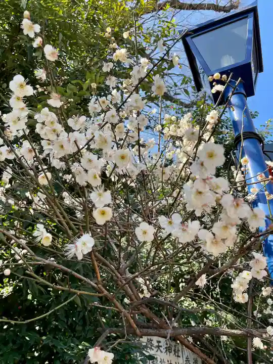 花園稲荷神社の自然