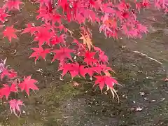 長壽寺（長寿寺）の自然