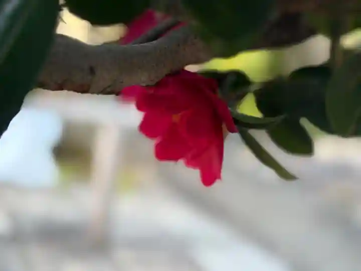 西方山極楽寺(岐阜県)