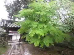 法界寺(日野薬師)(京都府)