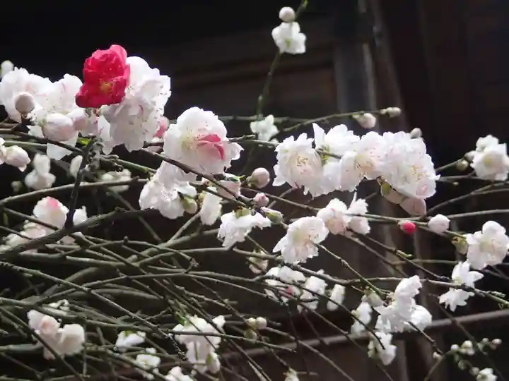飛鳥坐神社の自然