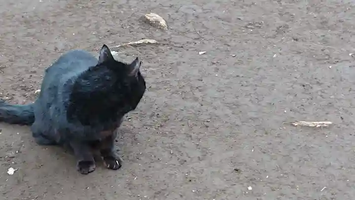奥澤神社の動物
