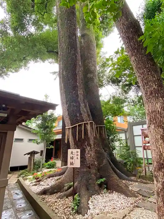 鳩ヶ谷氷川神社の自然