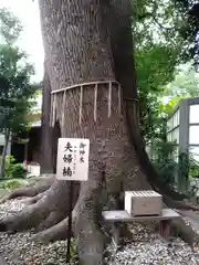 鳩ヶ谷氷川神社の自然