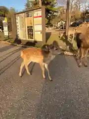 氷室神社の動物