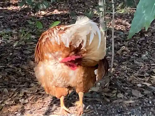 熱田神宮の動物